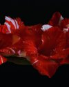 Gladiole 1